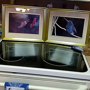 Set of two Hummingbird pictures